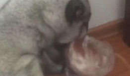 野狐狸吃瓜,野狐狸的瓜田奇遇记