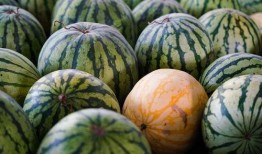 盒锦记吃瓜,揭秘网红吃瓜背后的故事