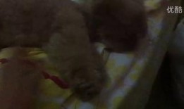 最小的吃瓜视频,短视频红人的崛起之路