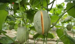 密瓜怎么吃,从切片到创意料理