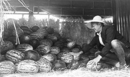 顺平吃瓜群众事件始末,一场网络舆论的风暴与反思