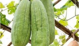 瓜晒成干子怎么吃,美味多变的食用攻略