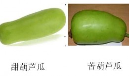 吃葫芦瓜好吗,葫芦瓜的营养价值与食用益处解析