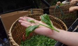 普洱茶吃瓜,品味夏日清新时光