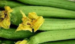 上海乾改吃瓜,揭秘网红美食背后的故事