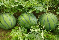 夏天在家吃瓜,家常瓜果盛宴