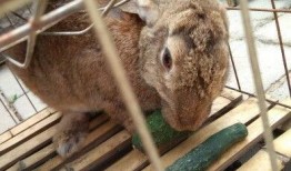 兔子可以吃生瓜