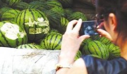 吃瓜的小王探秘,一场关于瓜果的探秘之旅