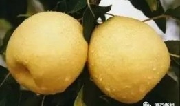 感冒吃药后吃哈密瓜好吗,适宜与否探讨