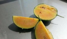 彩虹吃瓜介绍,揭秘网络红人的美食之旅