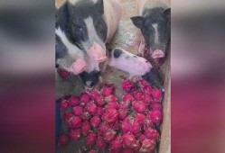 喂猪吃瓜视频大全,趣味视频大全集锦