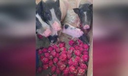 喂猪吃瓜视频大全,趣味视频大全集锦