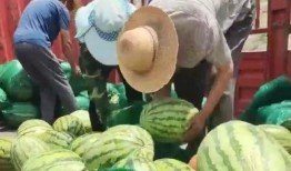 驻马店吃瓜群众