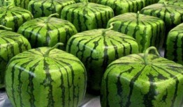 众华夏神仙吃瓜,共赏人间吃瓜盛况