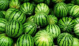 吃的还有啥瓜,探寻美食中的“瓜”世界