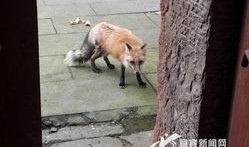 野狐狸吃瓜,野狐狸的瓜田奇遇记