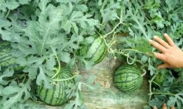 苏瓜怎样吃,探索苏瓜的多样美味