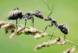 梦见好多蚂蚁吃瓜,蚂蚁大军共赴瓜果盛宴