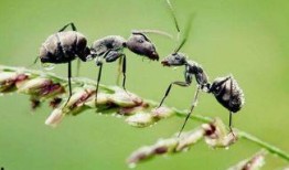 梦见好多蚂蚁吃瓜,蚂蚁大军共赴瓜果盛宴