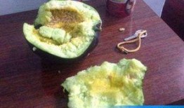 老头瓜可以直接吃吗,可直接食用的天然美味