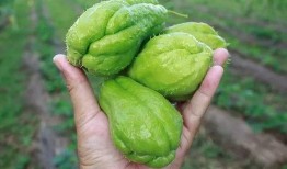 吃瓜黄金短剧,揭秘娱乐圈背后的秘密与笑料