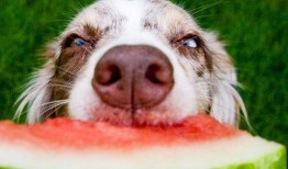 狗狗吃酸柠檬瓜视频,表情包萌态十足！