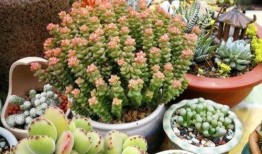 梦见在楼顶吃瓜,揭秘梦境中的悠闲时光