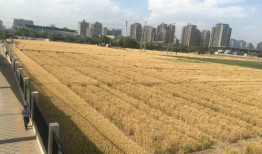 南昌白塔岭吃瓜事件,一场网络热议的社区冲突纪实