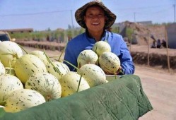 甘肃吃瓜事件后续,真相大白与反思启示