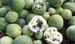 画世界吃瓜,一场视觉与味觉的盛宴