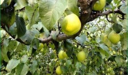 哺乳可以吃吊瓜,吊瓜的营养价值与食用指南