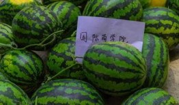 吃瓜学校椅子,椅子背后的故事与秘密