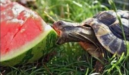 皮皮龟吃瓜影院大全,盘点全网热门影视佳作