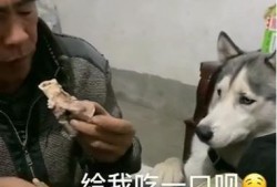 梦到姥爷给我瓜吃,姥爷送瓜的温馨瞬间