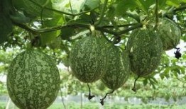 吃瓜哪家技术强