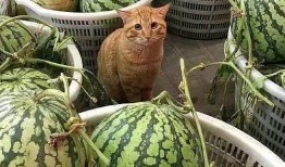 吃辣椒卖瓜上海,探寻“吃辣椒卖瓜”的独特上海风情