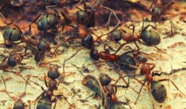 梦见好多蚂蚁吃瓜,蚂蚁大军共赴瓜果盛宴